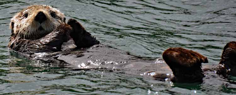 otter